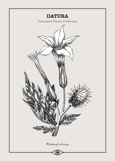Antique apothecary label design. Datura sketch. Witch herbs. Poisonous plant hand-drawn illustration. Art deco poster. NOT AI generated